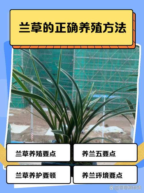 腐殖土种植兰花注意哪些_腐殖土养兰好，防板结加树皮，别杀菌促活性