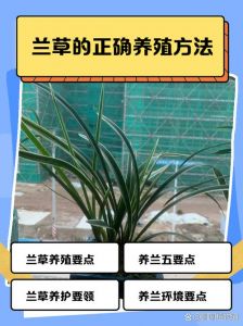 腐殖土种植兰花注意哪些_腐殖土养兰好，防板结加树皮，别杀菌促活性