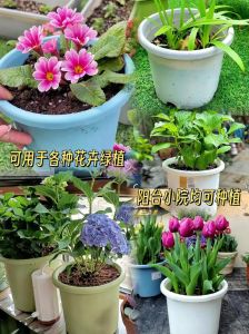 盆养花春季施肥用什么_养花施肥要薄肥勤施，观叶植物偏氮肥，开花植物需磷钾肥