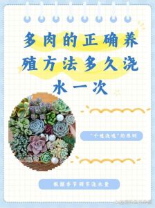 多肉植物收到货应该怎么浇水_多肉浇水控肥，光照土壤管理要点