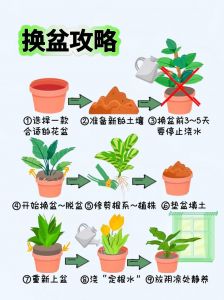 盆栽花盆小了是什么时候换盆_选对盆土勤修剪，缓苗恢复快人一步！