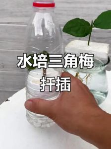 水培扦插生根最快方法_非洲紫罗兰快速繁殖法
