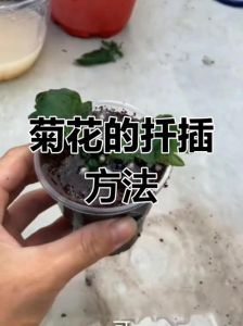 菊花怎么扦插成活率高_选壮枝带芽，沙土生根，阴凉养护