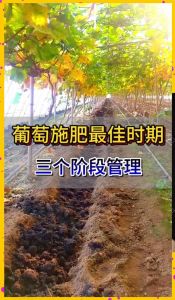 盆栽葡萄几天施一次肥_盆栽葡萄施肥时机与比例