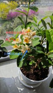 柠檬开花期间怎么施肥_柠檬施肥有讲究，不同阶段重点不同