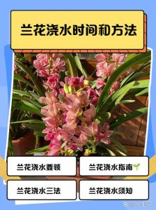盆栽花一次性浇足水可存活多少天_栀子花易枯黄？虎皮兰金钱树更易养又香