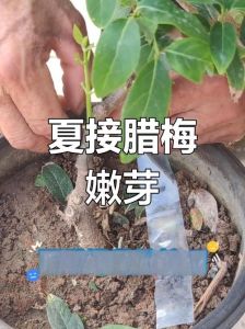 杨梅扦插最简单方法_四川5月杨梅扦插关键技巧