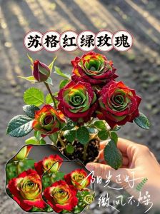 为什么玫瑰花不能买老桩_开花旺是假象，养护难易成智商税，新手选小苗更佳