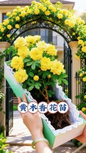 结香花和黄木花什么区别_结香花与黄木花月季花区别大
