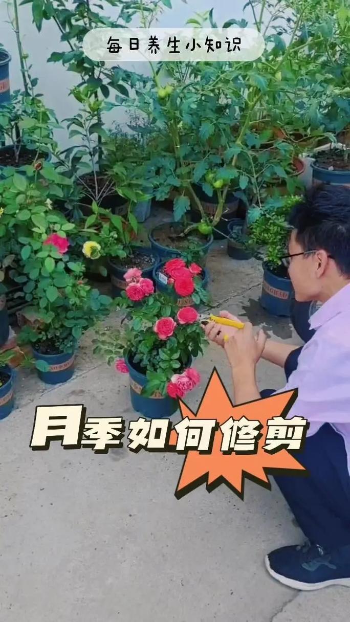 月季花冬季几月修剪_冬季修剪月季正当时，12至2月修剪好时机！
