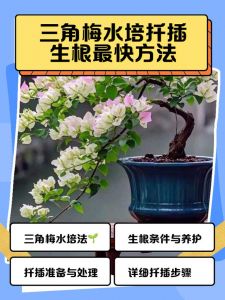 水瓶插枝梅花能生根吗_梅花水培生根快，消毒催芽很重要
