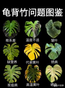 龟背竹为什么不建议养_龟背竹不适合室内养，选绿萝吊兰更安全易养