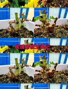 玫瑰老桩怎么快速生根_土松通风控水防烂根