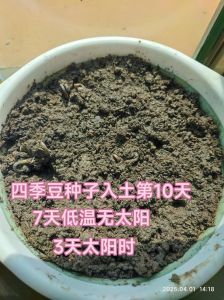 种子萌发与土壤有关系吗_条件与适应