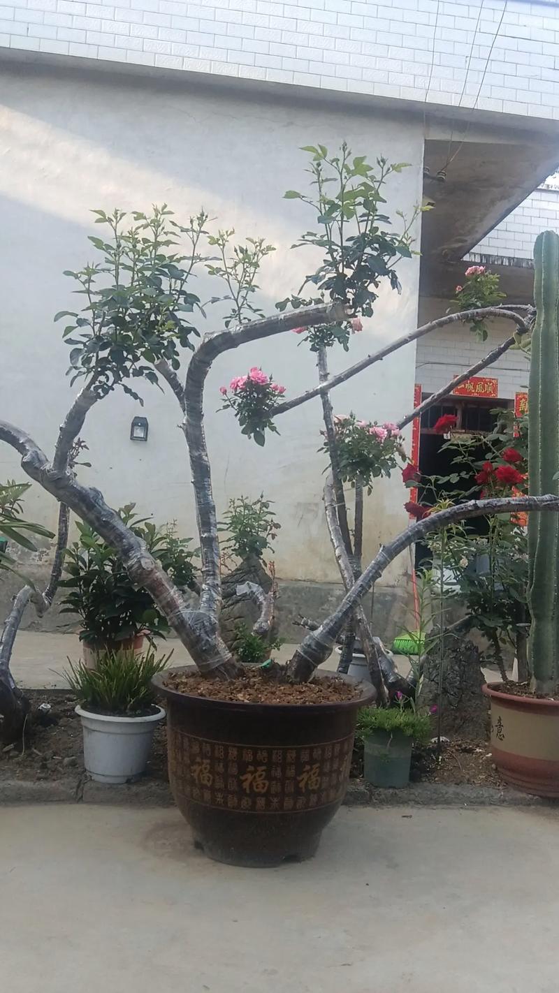 月季盆景土名称_泥炭配鸡粪,透气保肥促花开 月季盆景土名称_泥炭配鸡粪,透气保肥促花开