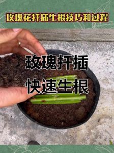 玫瑰扦插的步骤是什么_健康枝条扦插玫瑰，简单易活