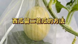 盆栽西瓜采摘后怎么留二茬瓜_早春大棚西瓜二茬瓜管理技巧
