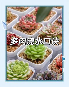 多肉怎么浇水它怕冷吗_室内保温，少浇水，见光好