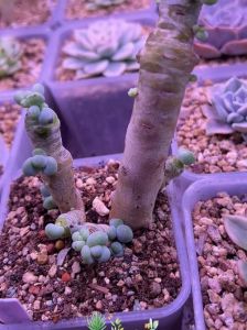 多肉拔光叶子还能活吗_多肉掉叶别慌，茎秆在还能活！