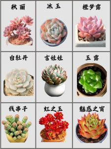 家里养多肉好吗_多肉养护看条件，新手适量别过度