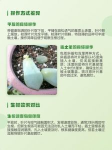多肉叶片平放还是插土里_平放保水易成活