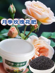 月季花骨朵爆棚的时候施什么肥_施肥浇水除虫害