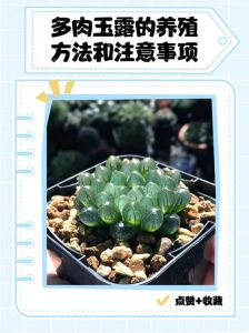 如何养好玉露这种多肉_玉露高腰盆配颗粒土，散射光干透浇透