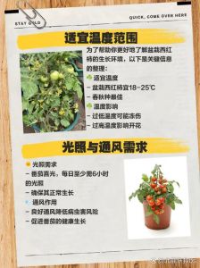 番茄适合生长的土壤温度_番茄桂花适温不同，合理调控促生长