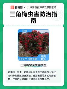 三角梅上生的白虫子怎么去除_三角梅白絮吹绵蚧壳虫防治方法