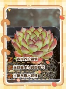 七度左右的多肉该如何养护_多肉怕冻，5℃以下移室内，光照足少浇水