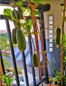 阳台盆栽容易成活的蔬菜或水果_速生小白菜生菜樱桃萝卜，新手易种乐丰收