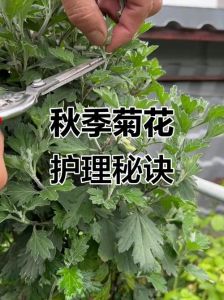 菊花开完花后怎么修剪_菊花花后修剪方法，重剪促二次开花