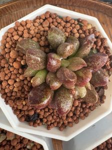多肉用生根液泡泡可以吗_利弊与替代方法