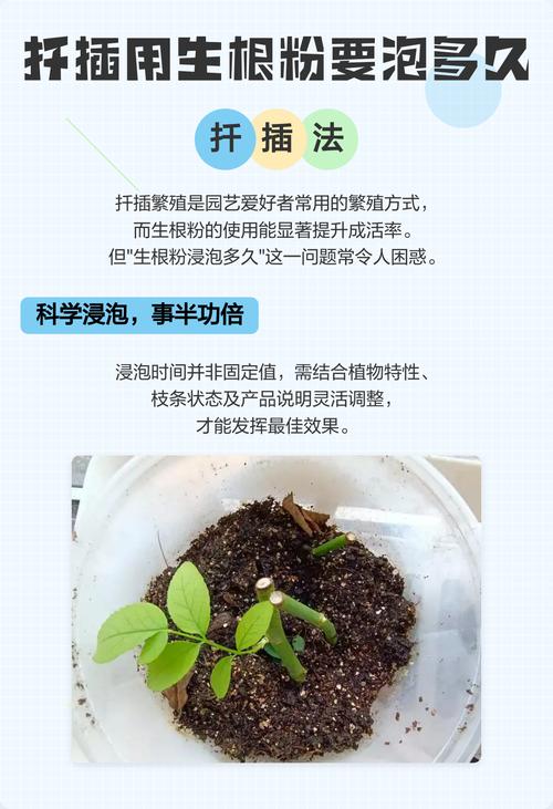 生根粉泡了4个小时花还能活吗_生根粉别泡太久，浓度时间要选对！