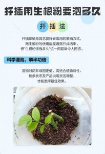 生根粉泡了4个小时花还能活吗_生根粉别泡太久，浓度时间要选对！