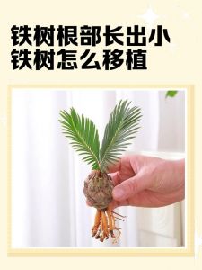 铁树旁小铁树怎样移植_刀消土选肥，水施保绿