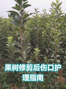 果树修剪后伤口处理_修剪果树伤口要快，涂药防烂保收成