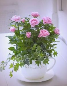 醋浇花适合哪些植物_栀子茉莉喜酸，白醋浇灌巧调理