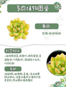 多肉买回来怎么养_新手养多肉，选鲜艳易养，网购选靠谱商家