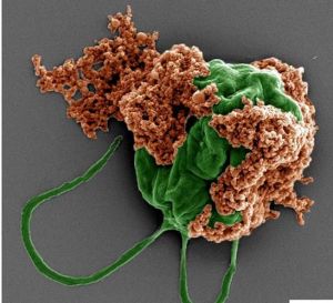 没有动植物微生物会怎么样_没有微生物，世界将充满腐烂，生态和人类健康将受严重影响