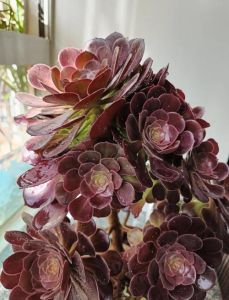 多肉绿法师的养殖方法_绿法师耐寒耐旱易养护，晒太阳促生长，春秋繁殖易成活