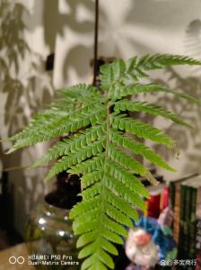 在叶子上长叶子的植物_不死鸟落地生根，植物繁殖太神奇