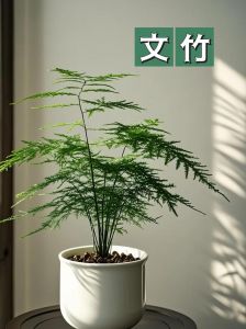 文竹新发的枝条可以插活吗_文竹扦插难？选对枝条巧处理！