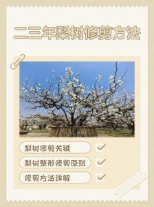 树木修剪下来的树枝怎么处理_修剪树枝用对工具，树枝粉碎做肥料或燃料