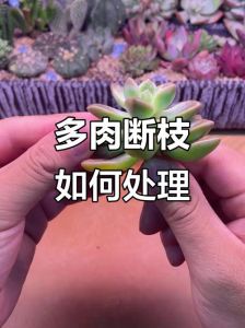 多肉断枝直接种了能活吗_多肉断枝晾干后种，通风阴凉勤浇水