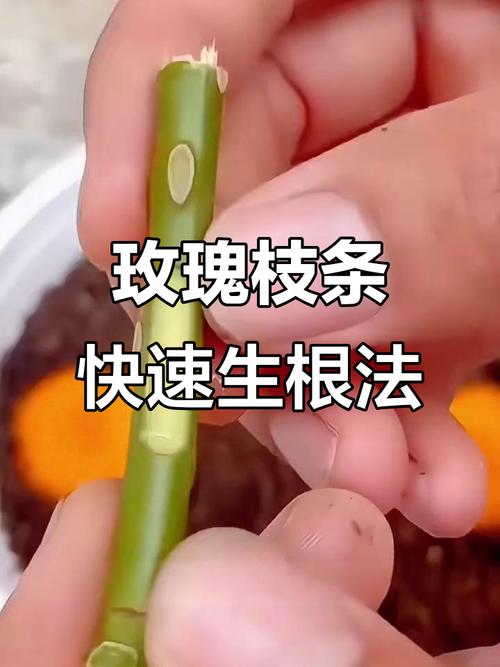 玫瑰花怎样插枝生根_玫瑰花扦插技巧，新手必看！