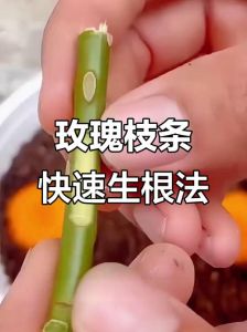 玫瑰花怎样插枝生根_玫瑰花扦插技巧，新手必看！