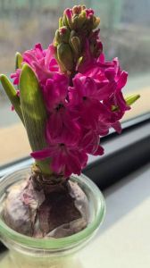 风信子开花长什么样_优雅与甜美，葡萄风信子更适合新手！