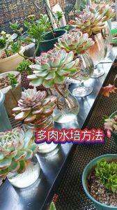 多肉水培需要与水直接接触_有根触水，无根靠边，勤换净水