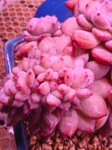 多肉橙梦露会开花吗_橙梦露开花剪花苞，叶插繁殖通风好